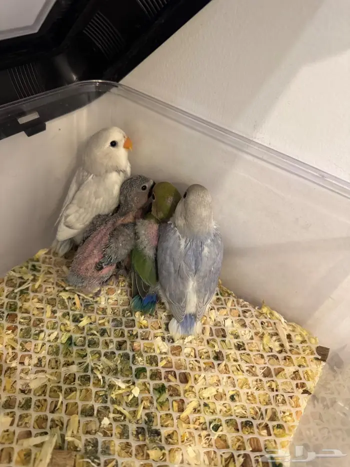 فروخ روز ماربل وابلاين بايد 1