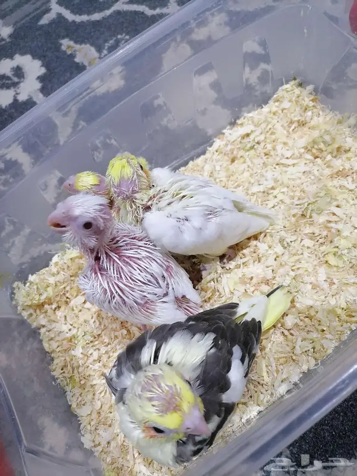 للبيع فروخ كروان البينو والاتينو 4