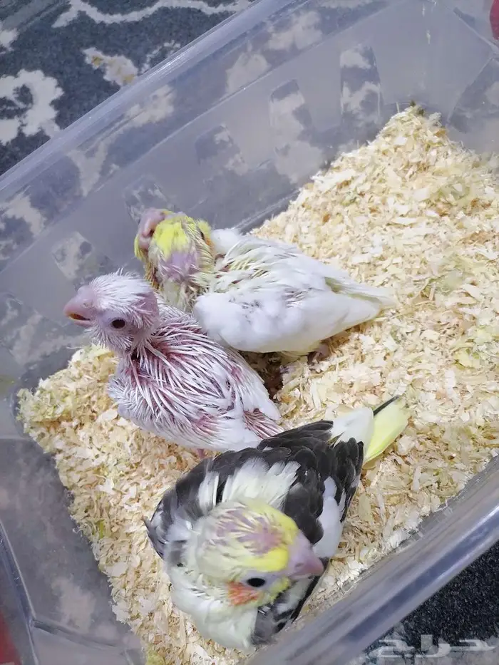 للبيع فروخ كروان البينو والاتينو 0