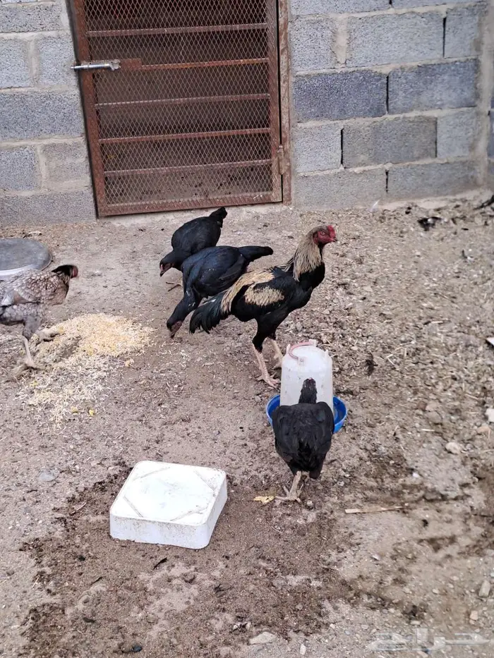 دجاج باكستاني 1