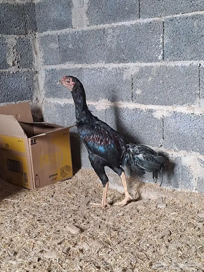 دجاج باكستاني 2