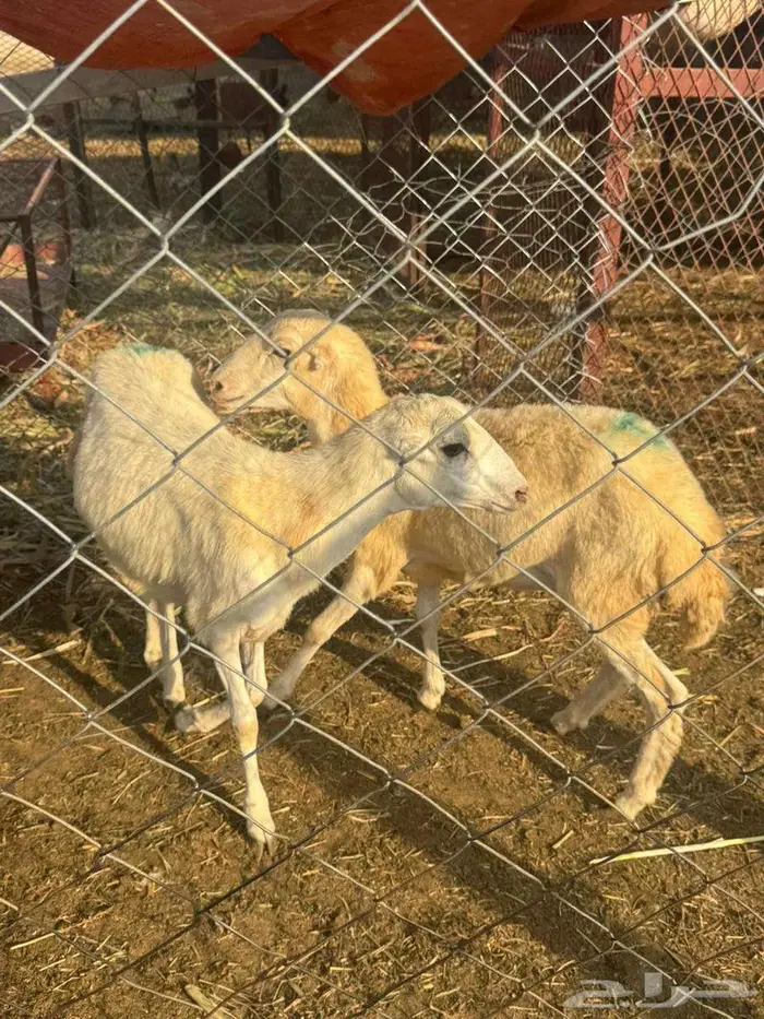 رخيل بلدي فاخره 3