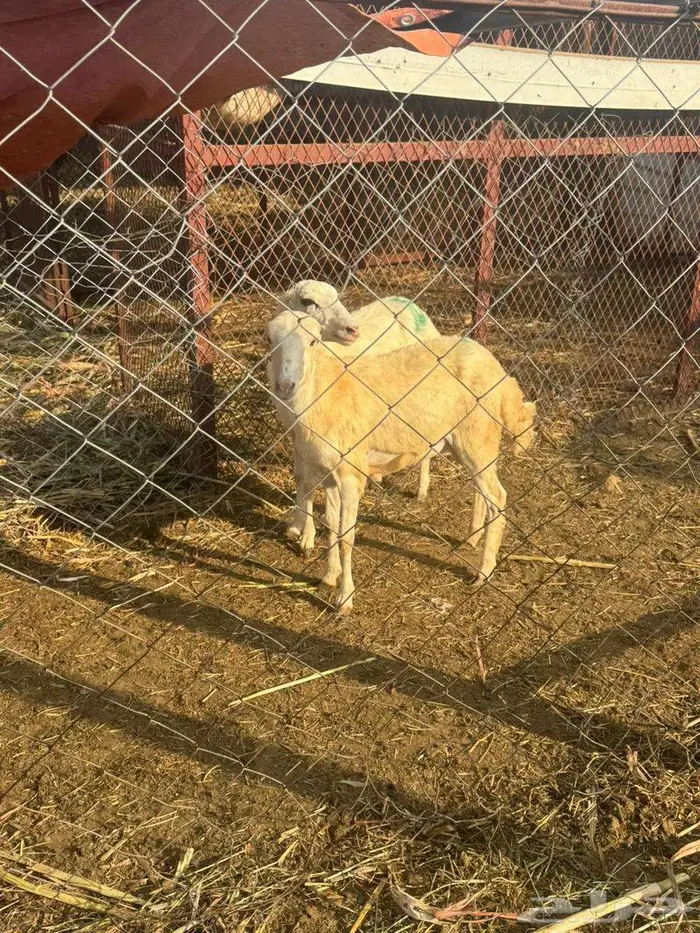 رخيل بلدي فاخره 7