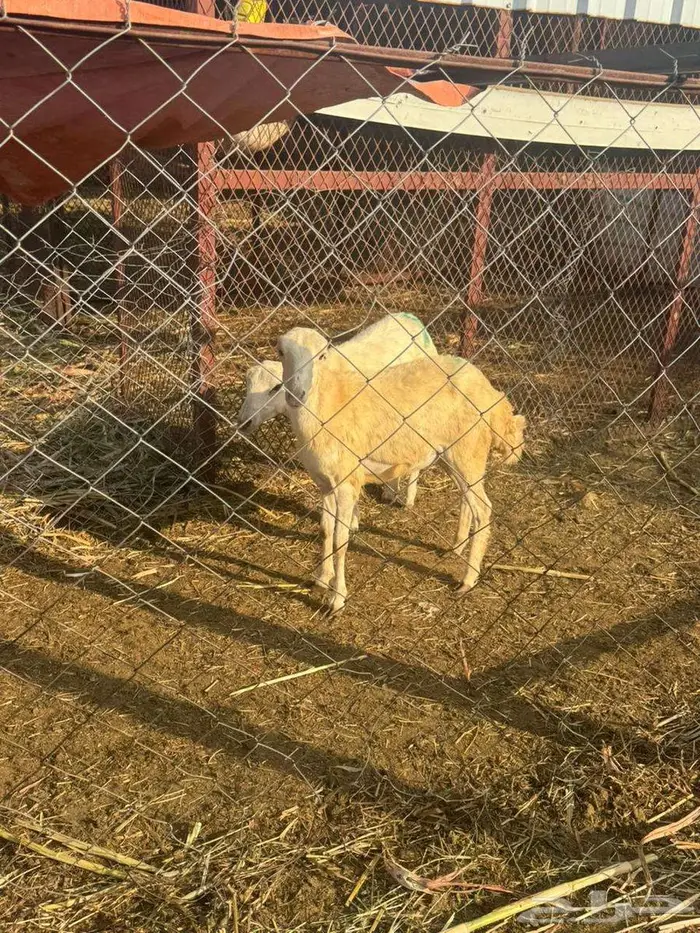 رخيل بلدي فاخره 0