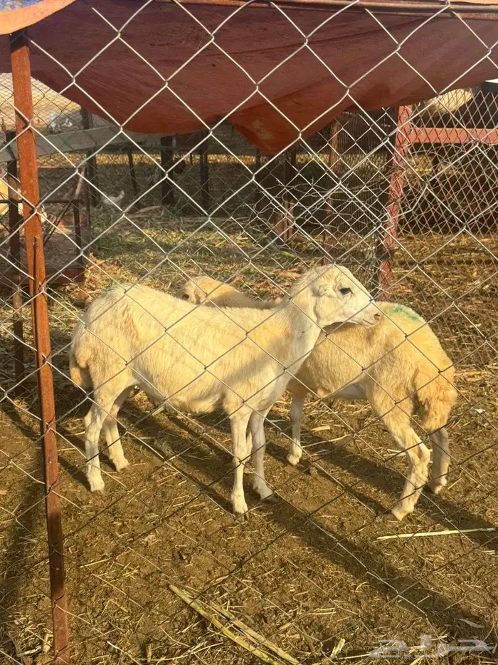 رخيل بلدي فاخره 2