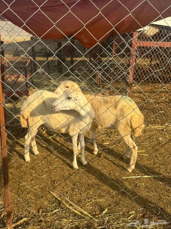 رخيل بلدي فاخره 1