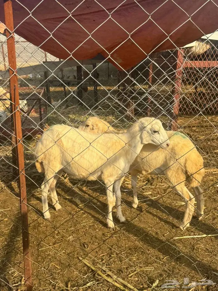 رخيل بلدي فاخره 4