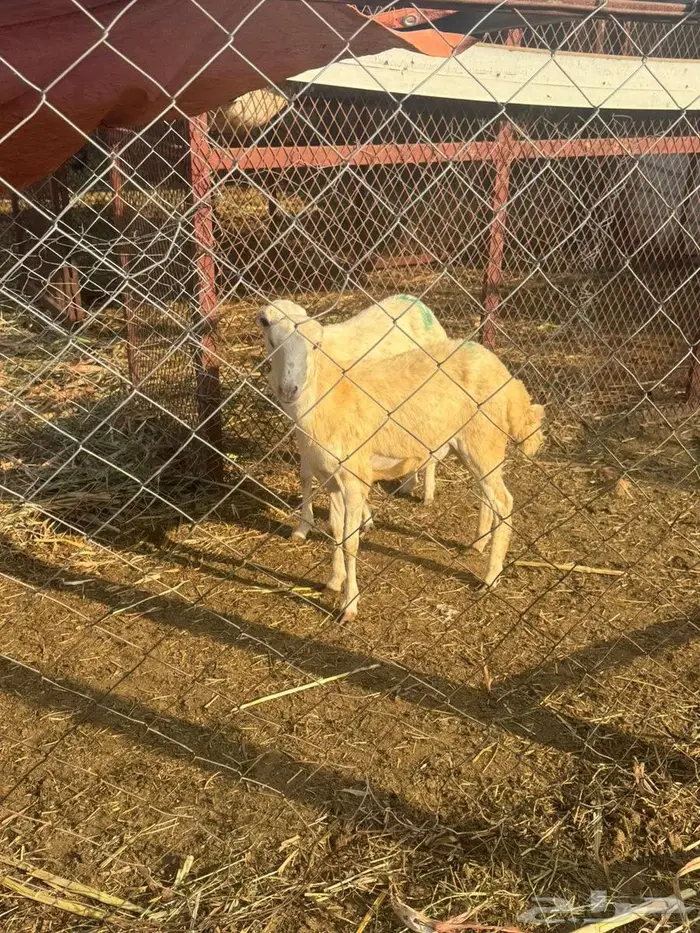 رخيل بلدي فاخره 6