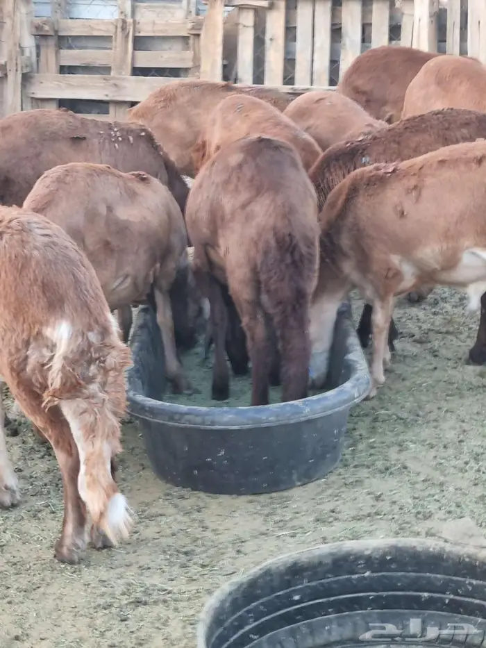 طليان سواكن 3