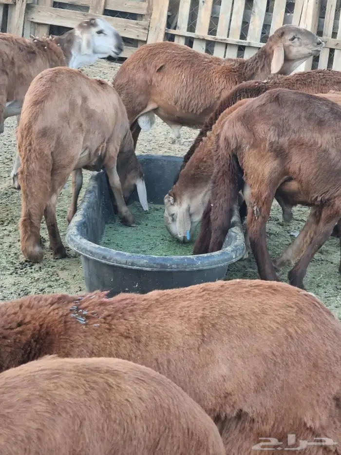 طليان سواكن 0