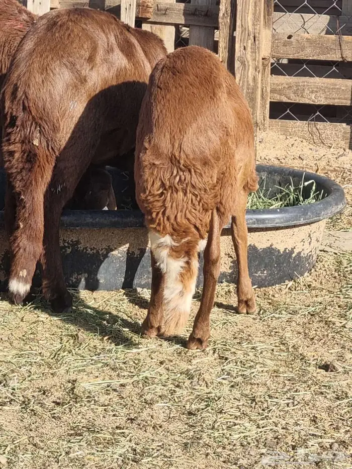 طليان سواكن 2