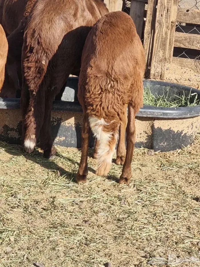 طليان سواكن 1