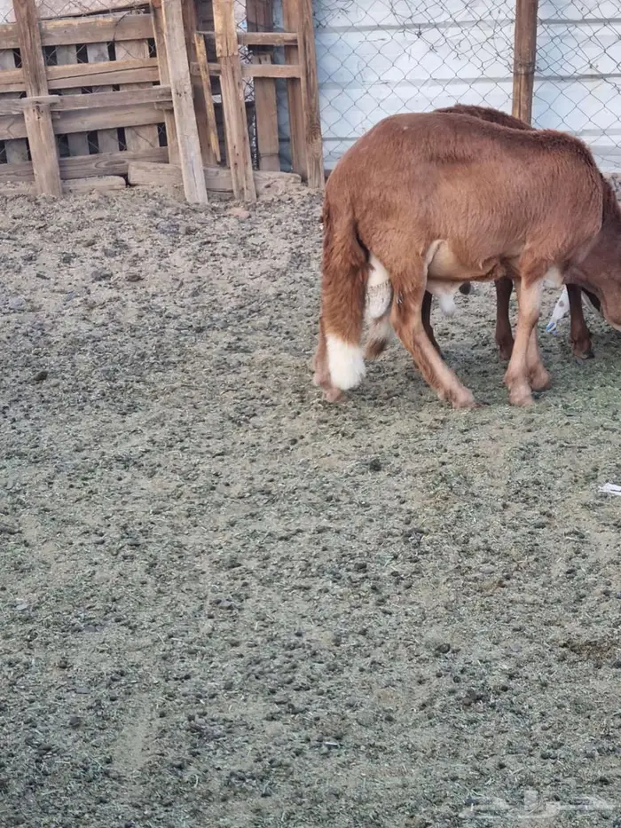 طليان سواكن 5