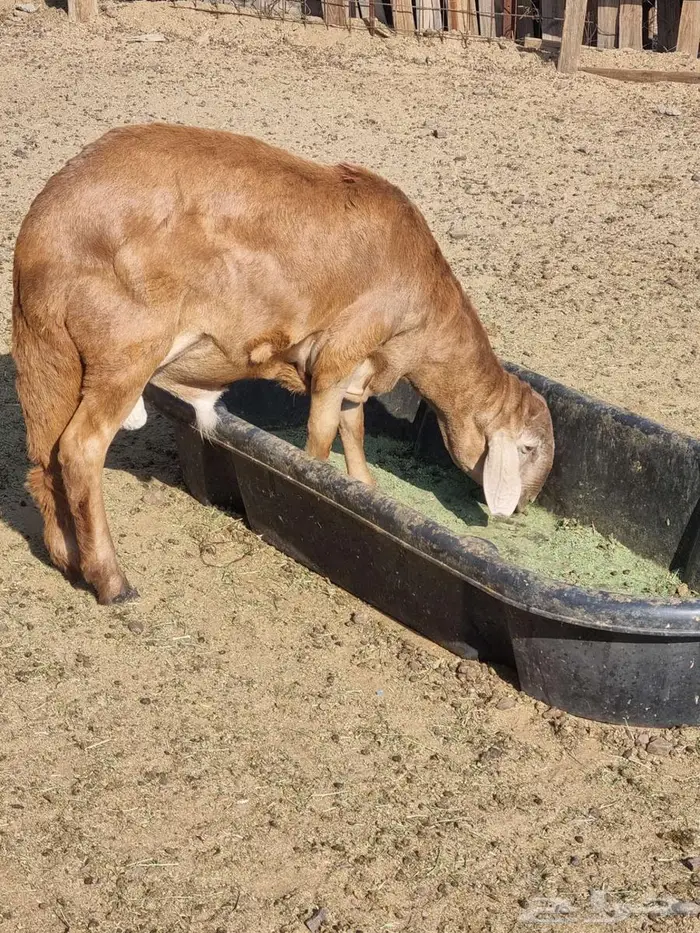 طليان سواكن 4