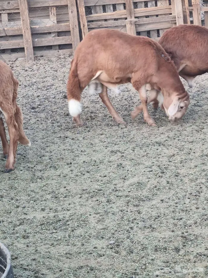 طليان سواكن 6