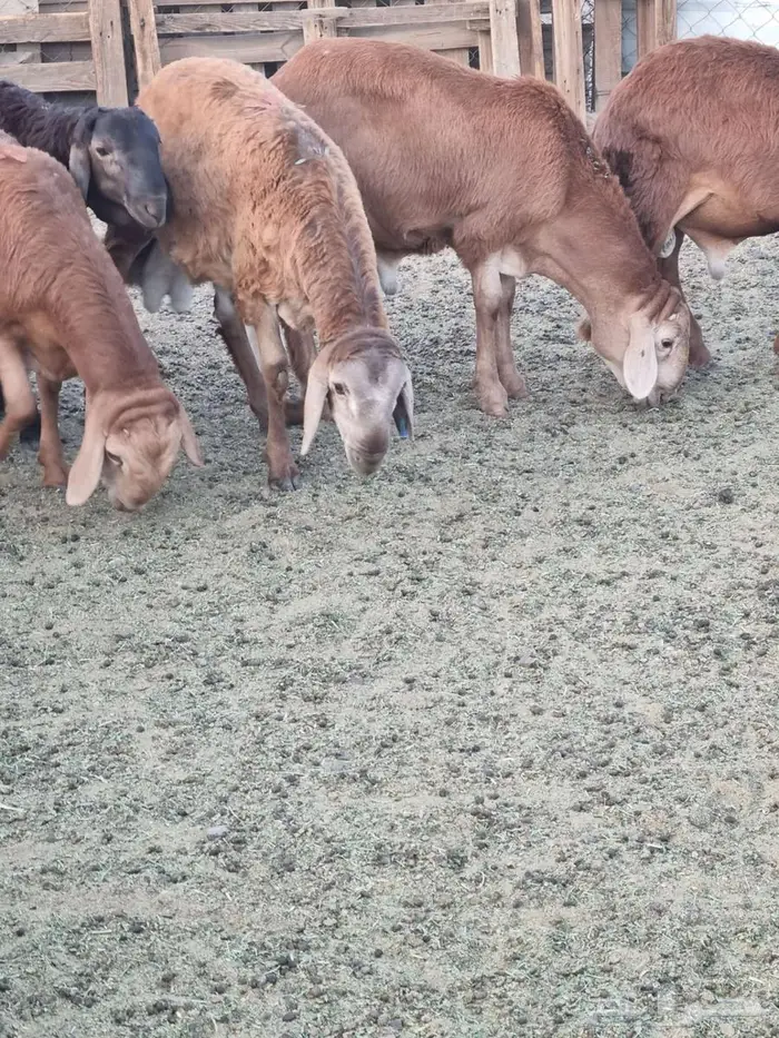 طليان سواكن 7