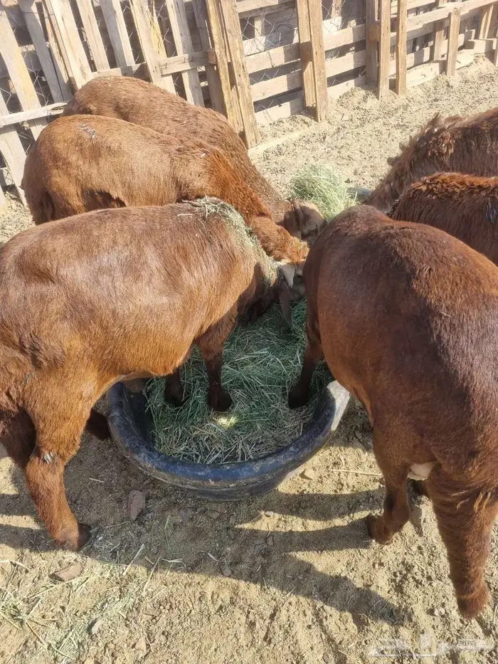 طليان سواكن 8