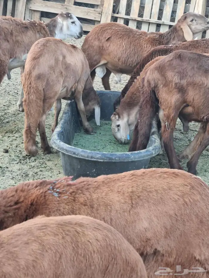 طليان سواكن 10