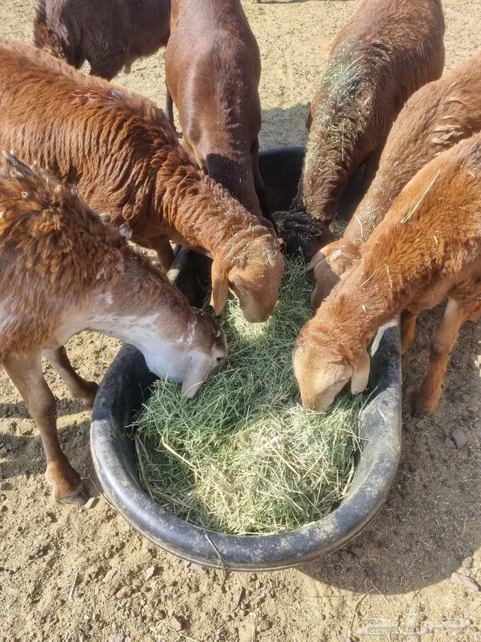 طليان سواكن 9