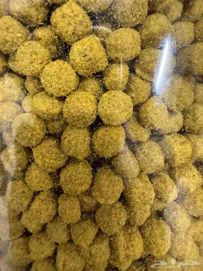 آفي ماكس آكل الببغاء اليومي 2