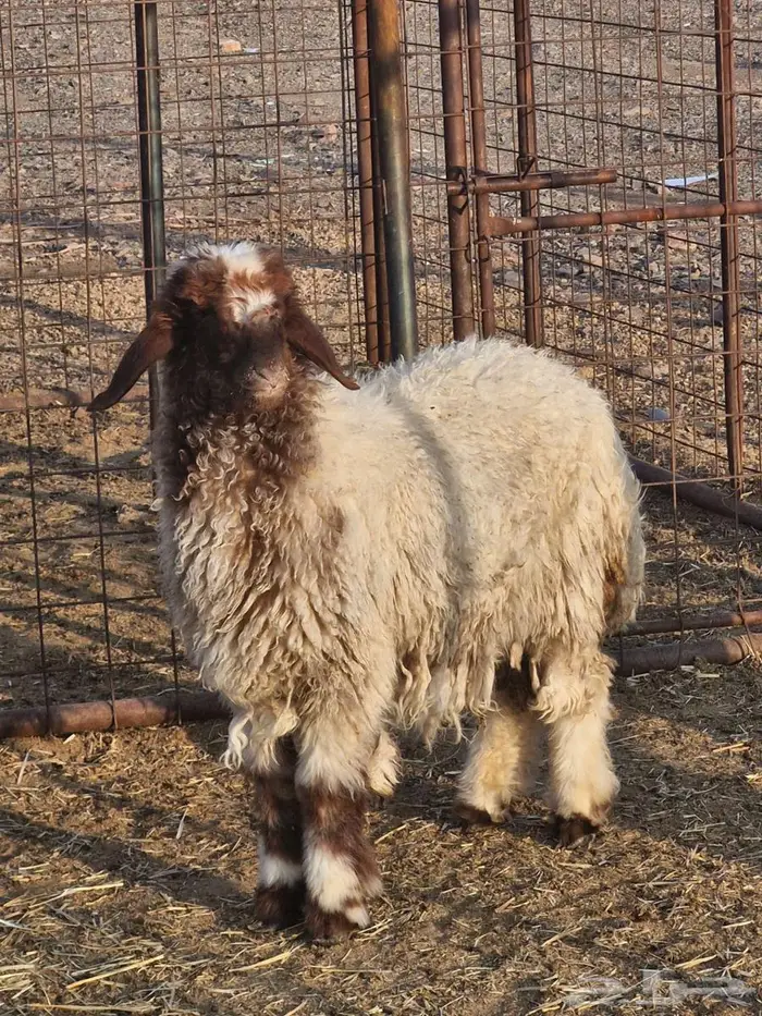 رخل نعيميه فرش الفحل 1