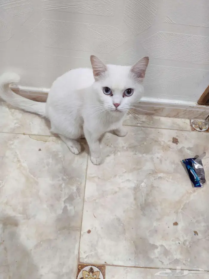 قطط للتبني 0