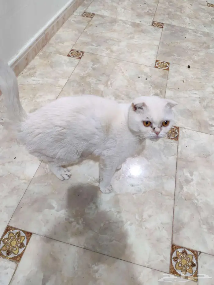 قطط للتبني 1