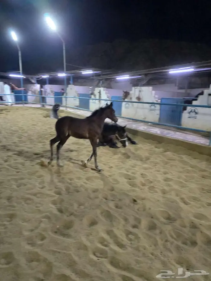 مهرة شعبية شيخة للبيع 2