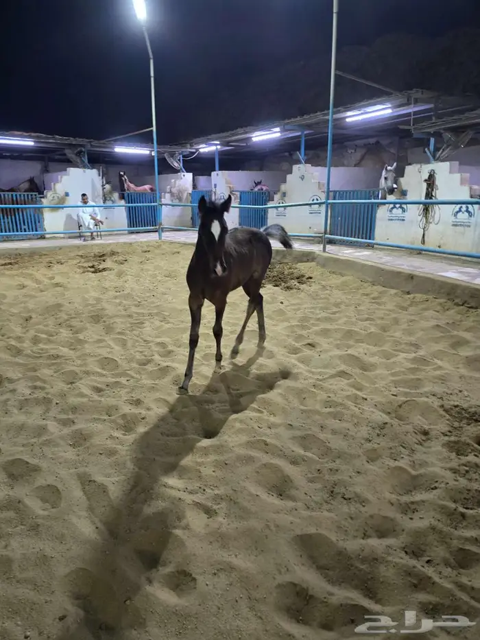 مهرة شعبية شيخة للبيع 0