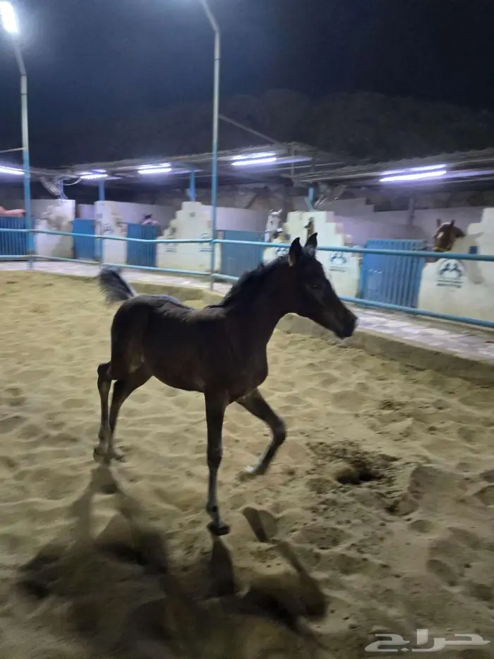 مهرة شعبية شيخة للبيع 1