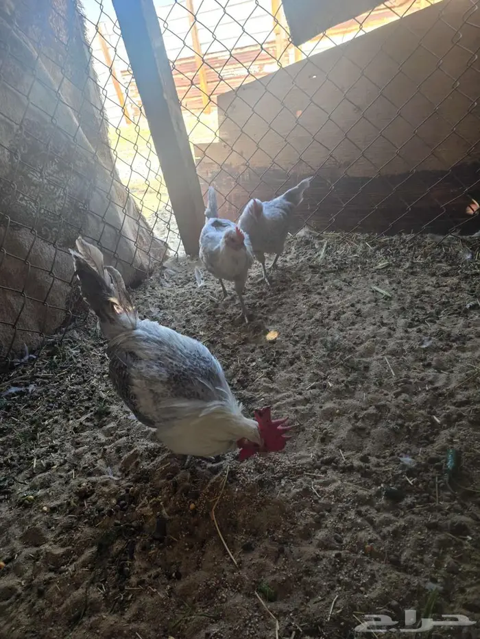 ديك ودجاجتين 1