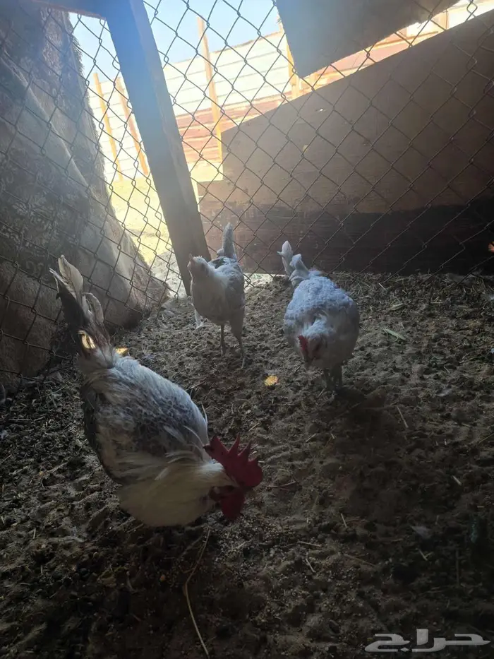 ديك ودجاجتين 0