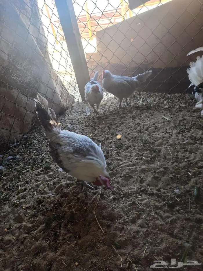 ديك ودجاجتين 2