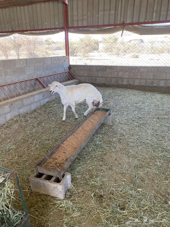 مشروع فحل من غنم شهران كفو وصنف الصنف 4