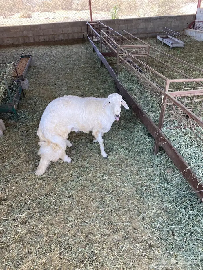 مشروع فحل من غنم شهران كفو وصنف الصنف 5