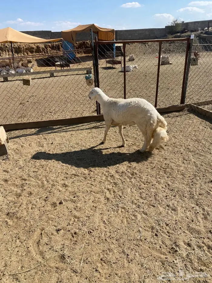 مشروع فحل من غنم شهران كفو وصنف الصنف 0