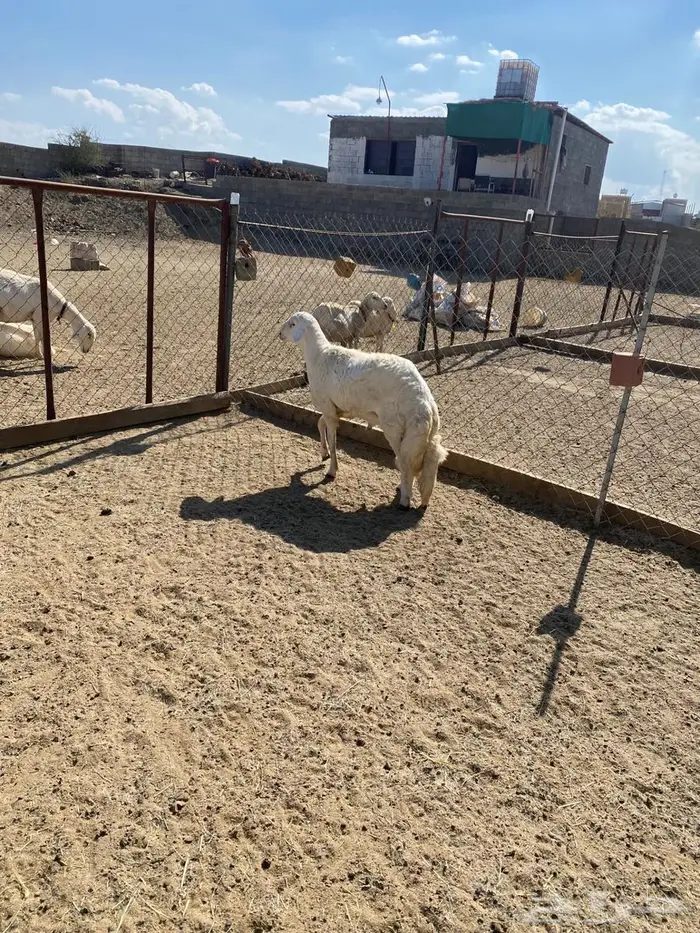 مشروع فحل من غنم شهران كفو وصنف الصنف 3