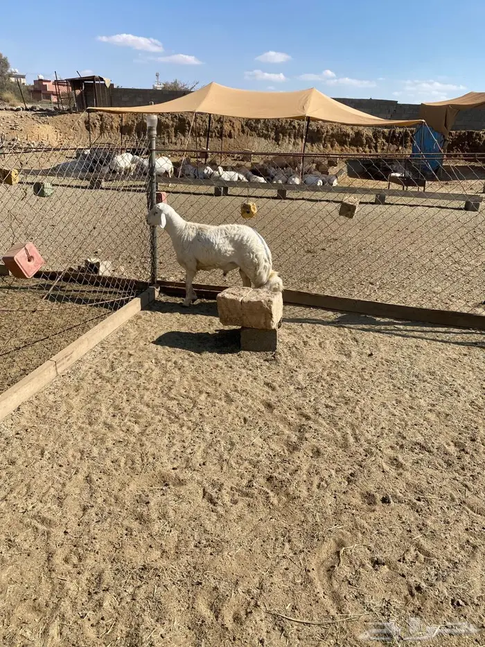 مشروع فحل من غنم شهران كفو وصنف الصنف 1