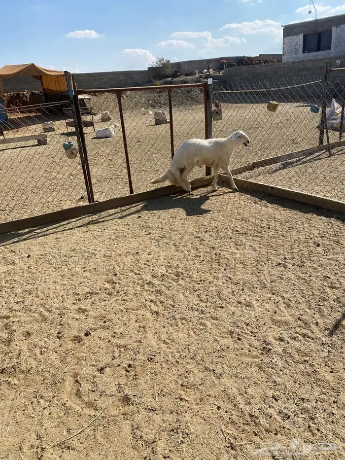 مشروع فحل من غنم شهران كفو وصنف الصنف 6