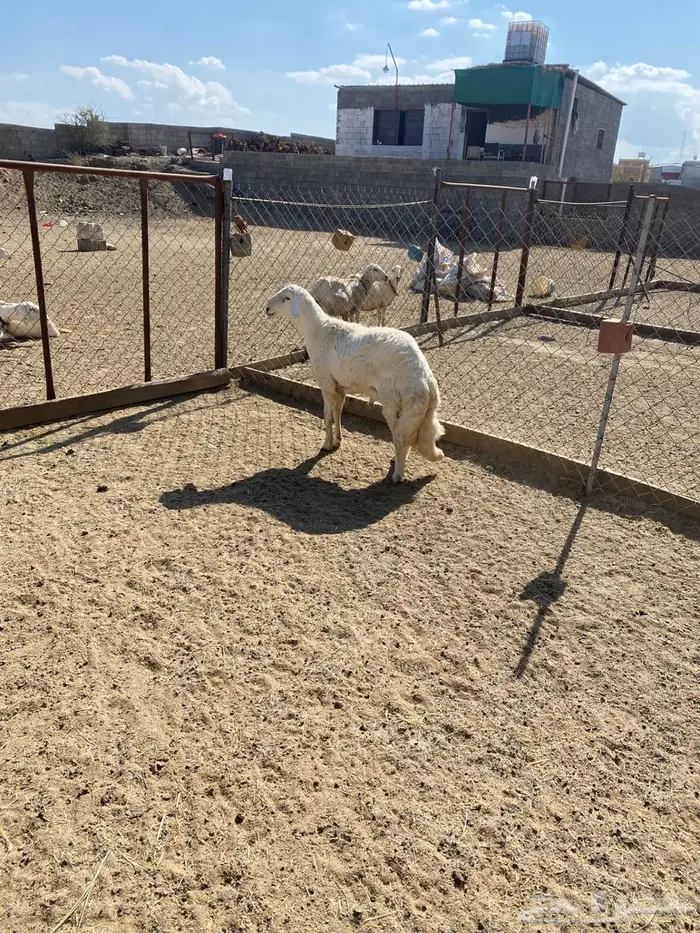 مشروع فحل من غنم شهران كفو وصنف الصنف 7