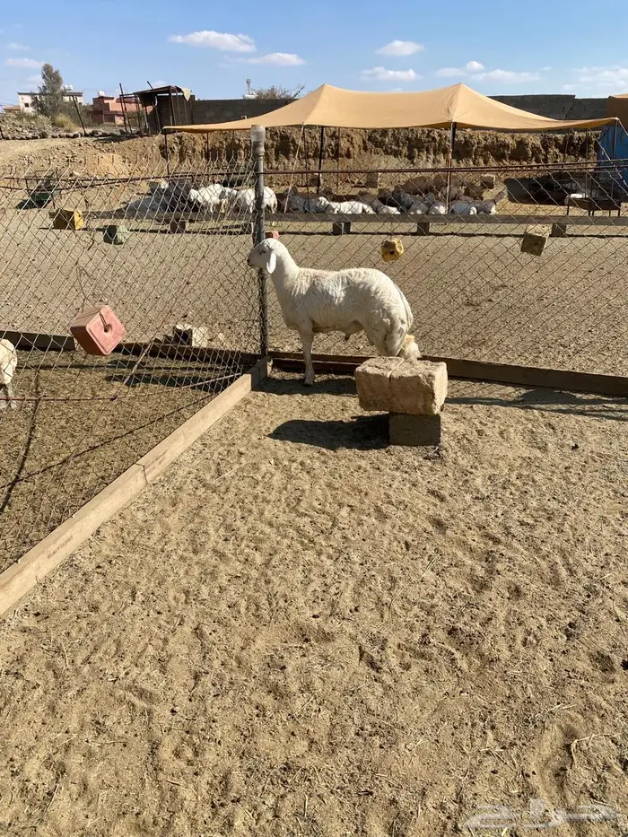 مشروع فحل من غنم شهران كفو وصنف الصنف 2