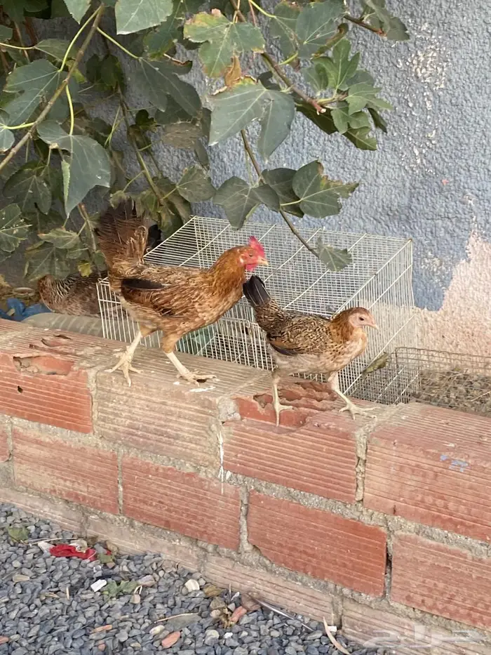 دجاج وديوك (( عربي )) 3