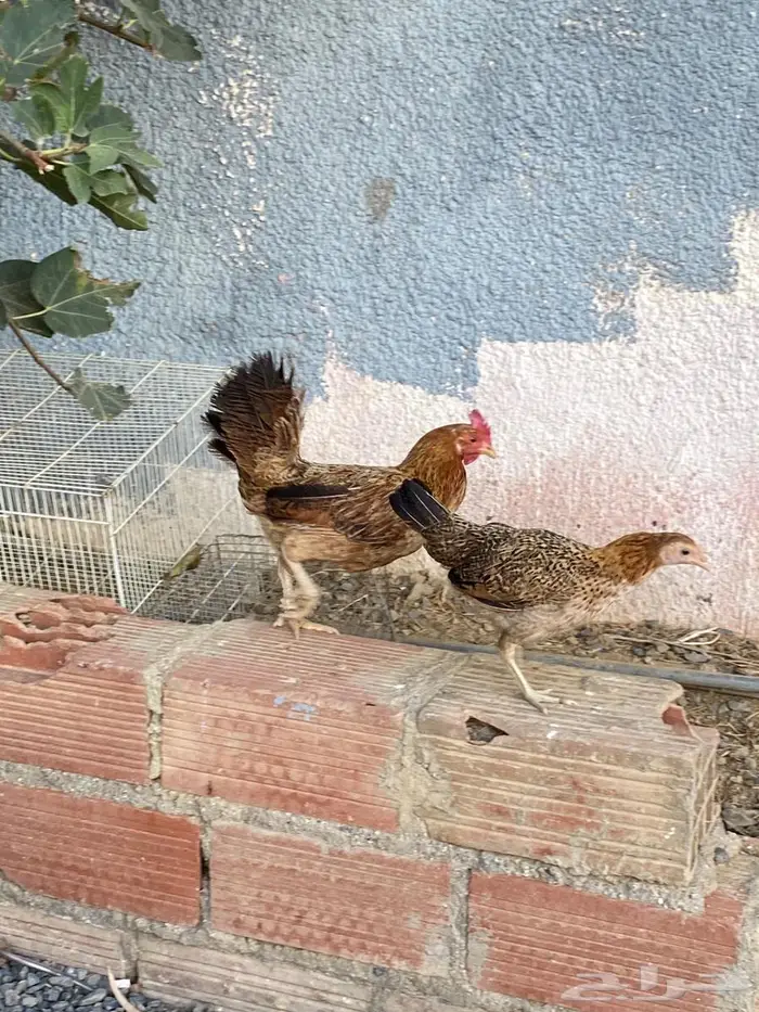 دجاج وديوك (( عربي )) 2