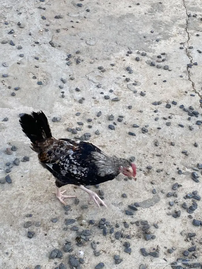 دجاج وديوك (( عربي )) 4