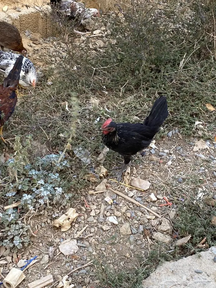 دجاج وديوك (( عربي )) 5