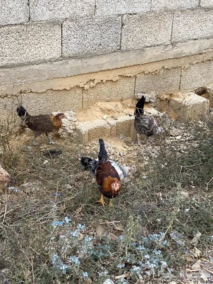 دجاج وديوك (( عربي )) 7