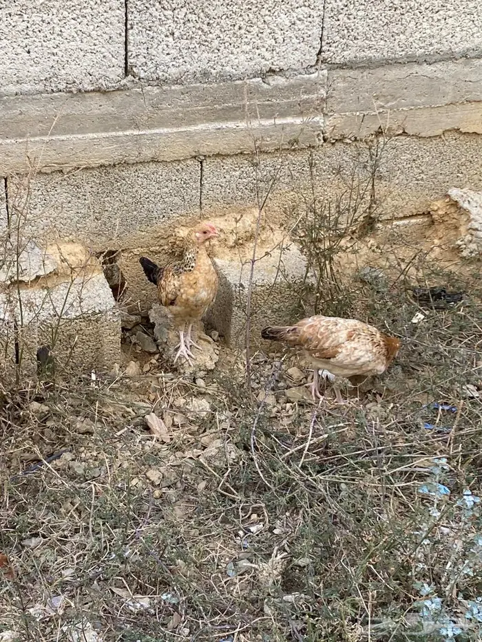 دجاج وديوك (( عربي )) 6