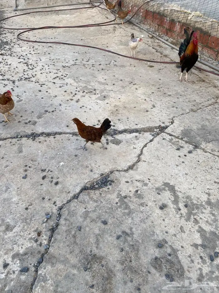 دجاج وديوك (( عربي )) 8