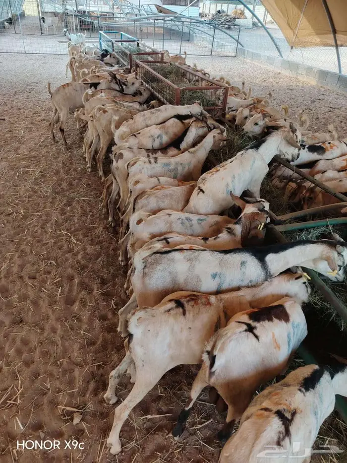 ذبايح زييين بربري وتيوس مربي جمله وتفريد 6