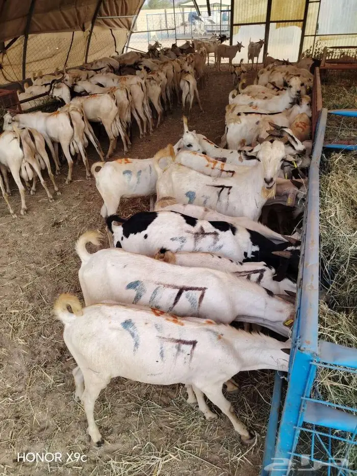 ذبايح زييين بربري وتيوس مربي جمله وتفريد 3